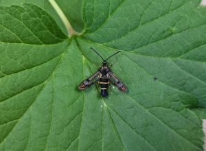 52.013 BF0373Currant ClearwingSynanthedon tipuliformis