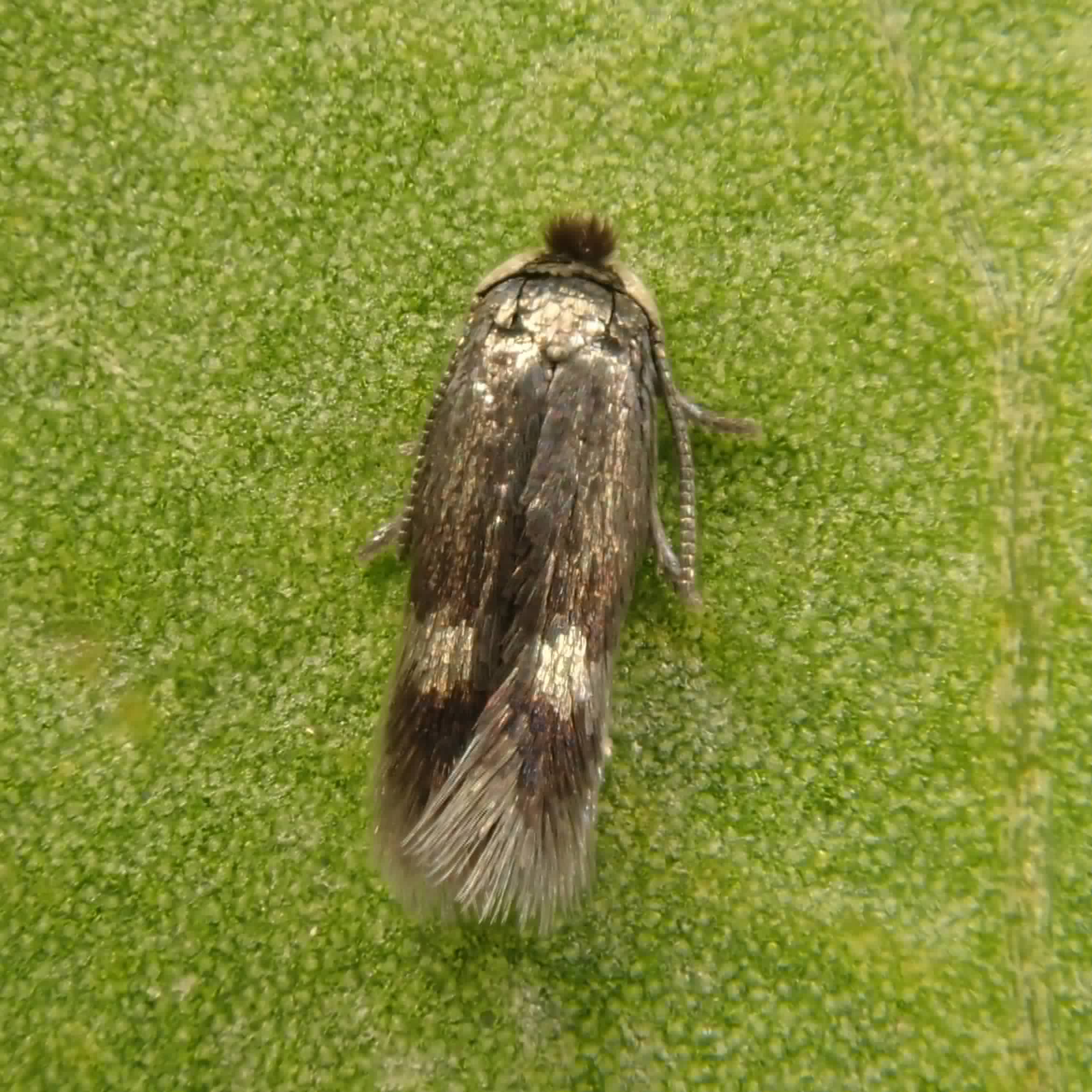 4.001 BF118 – Nepticulidae – Nepticulinae – Enteucha acetosae - Sorrel Dot - Ben Smart