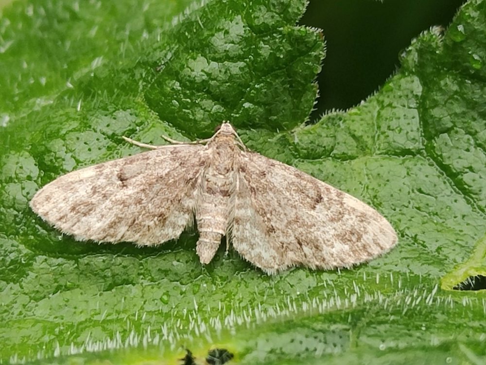 70.162 BF1857 - Dwarf Pug - Geometridae - Eupithecia tantillaria - Steve Thorpe