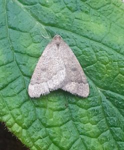 70.282 BF1960 - Early Moth - Geometridae - Theria primaria - Clive Ashton