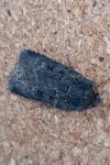 73.314 BF2082 - Garden Dart - Noctuidae - Euxoa nigricans - Clive Ashton
