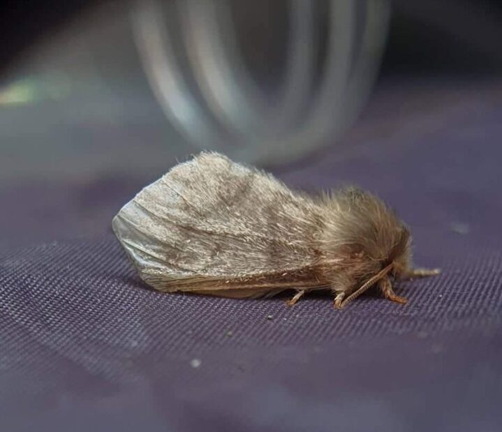 Oak Processionary - Paul Buxton