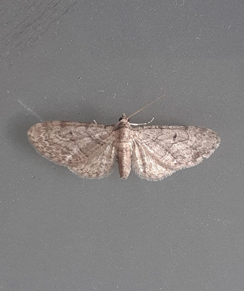 70.164 BF1824 - Pauper (Fletcher's) Pug - Geometridae - Eupithecia egenaria - Clive Ashton