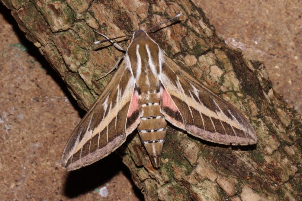 Striped hawk-moth - William Grange
