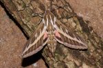 69.015  BF1990 – Striped Hawk-moth (Hyles livornica)