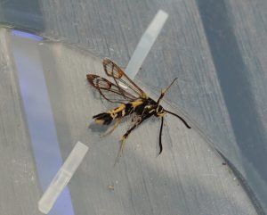 Yellow-legged Clearwing - Sesiidae - Synanthedon vespiformis - Anne Butler