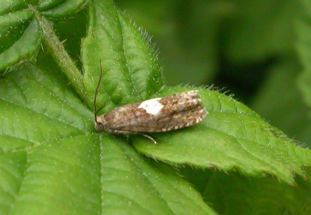 Epiblema sticticana - Will Soar