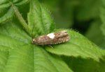 49.284 BF1186 – Colt's-foot Root-borer (Epiblema sticticana)