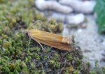 49.345 BF1219 – Slender Rufous Tortrix (Lathronympha strigana)