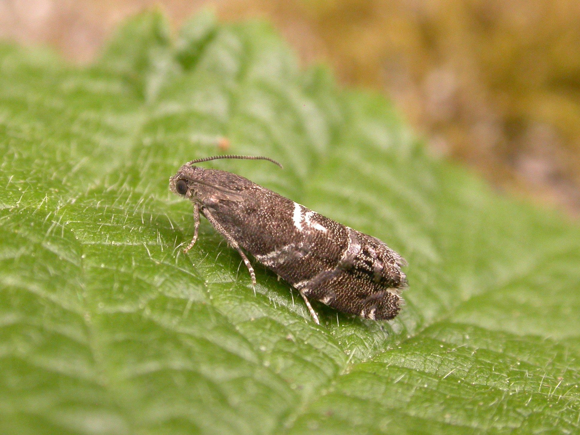 Cydia coniferana - Will Soar