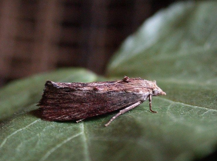 galleria-mellonella - Wax Moth - Tony Davison