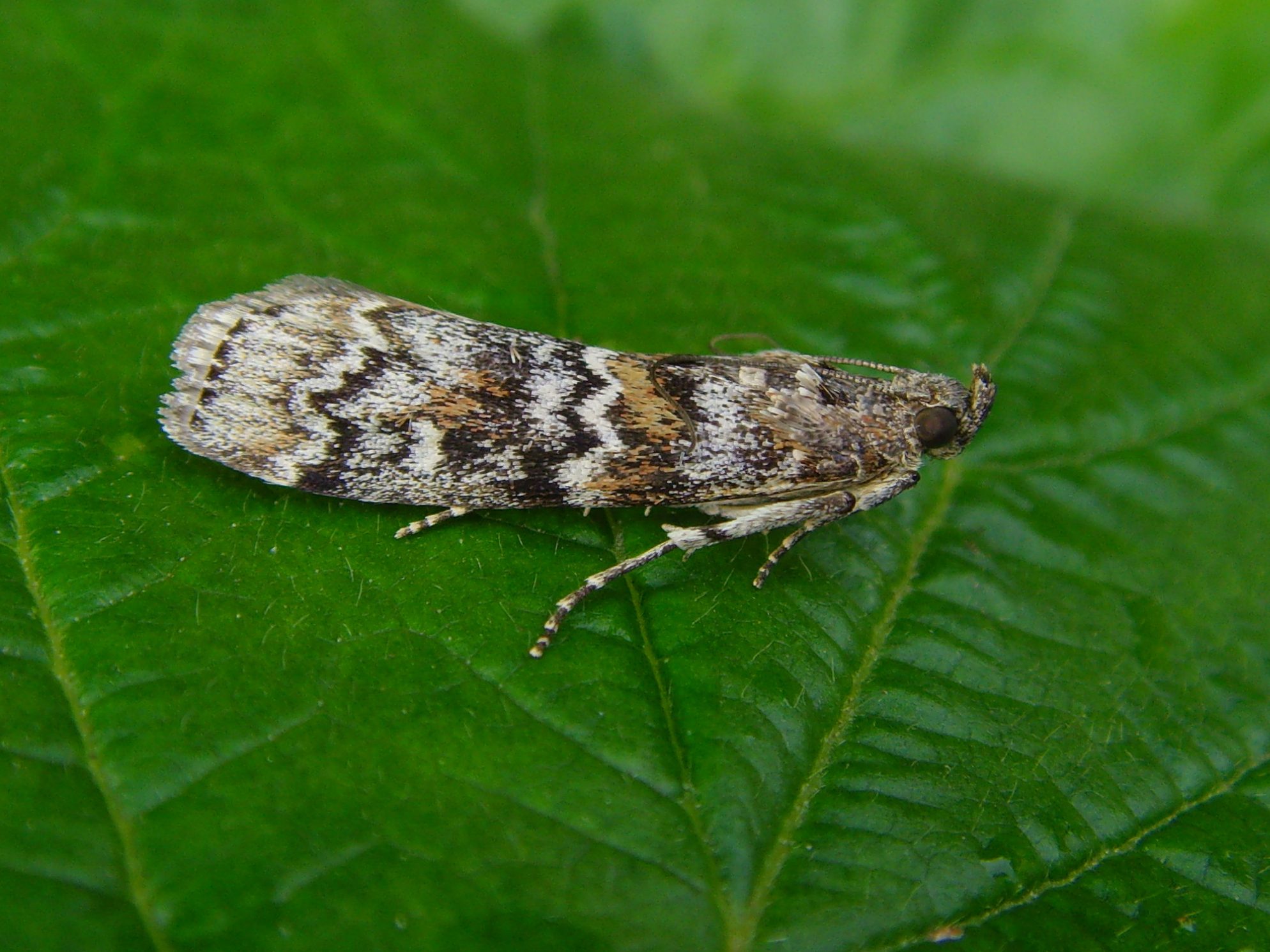 Dioryctria-abietella - Will Soar