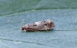 49.243 BF1135 – Blotched Tortrix (Epinotia demarniana)