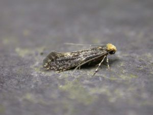 12.036 BF227Monopis laevigellaSkin Moth