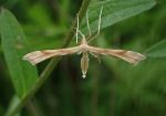 45.009 BF1503 – Tansy Plume (Gillmeria ochrodactyla)