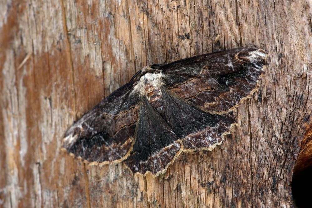 Waved Umber - form fuscata - Martin Roome