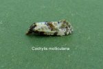 49.138 BF964a – Tawny-fronted Straw (Neocochylis molliculana)
