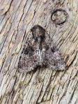 Clouded Brindle - Clive Ashton