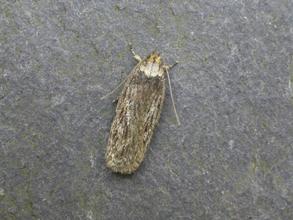 Depressaria ultimella - Fen-Flat-body - Brian Hallam