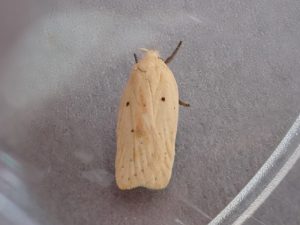 32.026 BF698Agonopterix kaekeritzianaKnapweed Buff
