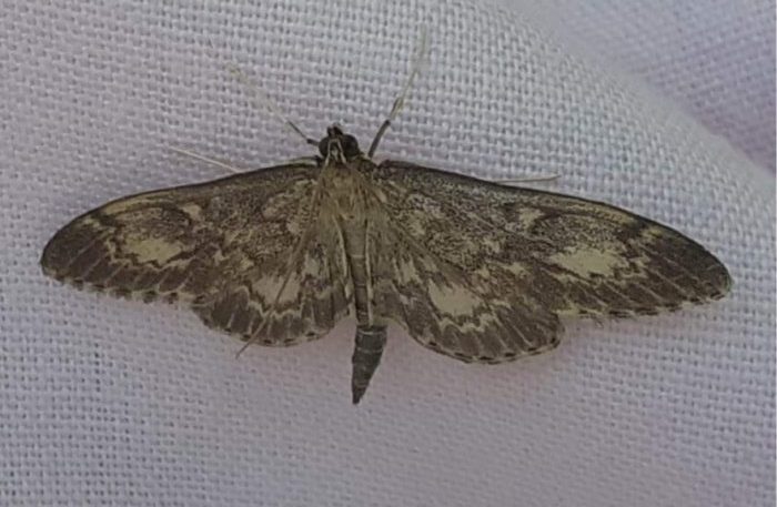 Anania lancealis - Clive Ashton