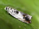 49.203 BF1123 – Aspen Hook-wing (Ancylis laetana)