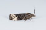 49.153 BF1096 – Least Marble (Apotomis sauciana)