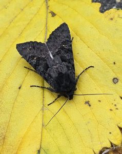 Black Rustic - Clive Ashton