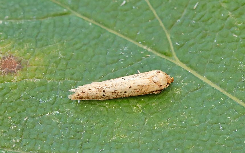 Blastobasis-lacticolella - Tony Davison