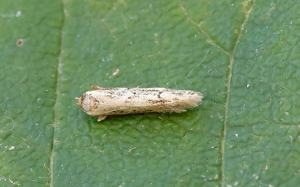 Blastobasis-lacticolella - Tony Davison