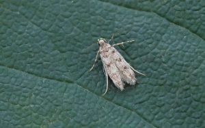 Bryotropha domestica - 2nd August 2020 - Melbourne - Tony Davison