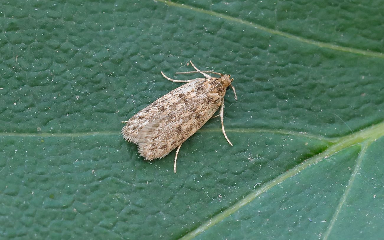Brown-House-Moth