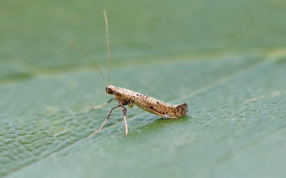 Caloptilia-populetorum - Tony Davison