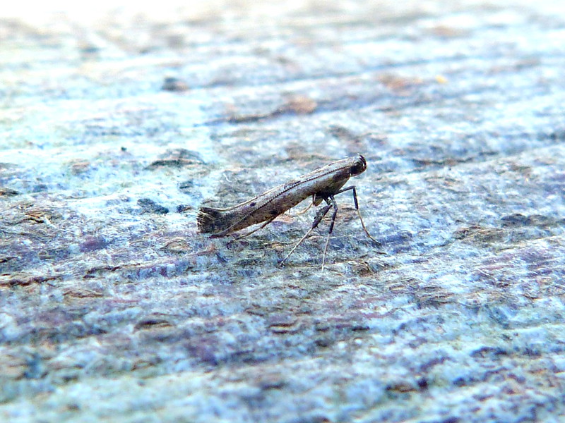 Caloptilia populetorum - Dave Evans
