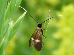 7.009 BF153Cauchas fibulellaSpeedwell Longhorn