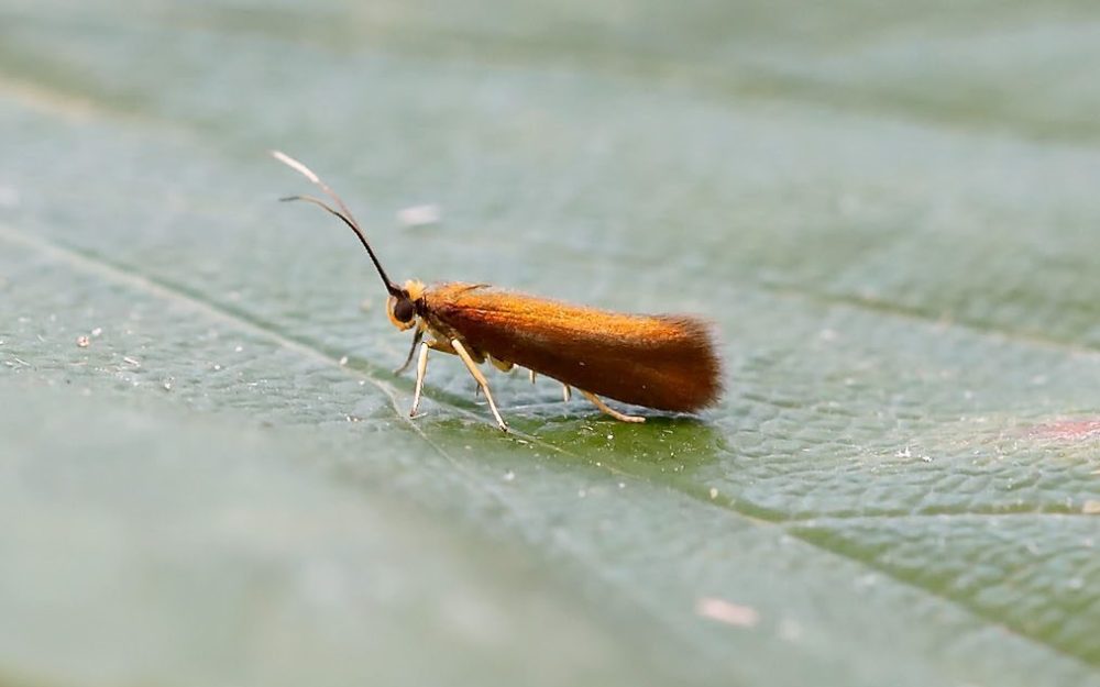Roeslerstammia erxlebella - Burnished Copper - Tony Davison