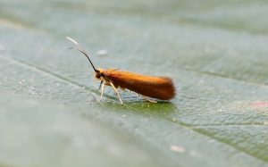 Roeslerstammia erxlebella - Burnished Copper - Tony Davison