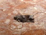 49.342 BF1259 – Beech Mast Piercer (Cydia fagiglandana)