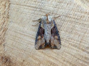 Double Lobed - Noctuidae - Apamea ophlogramma