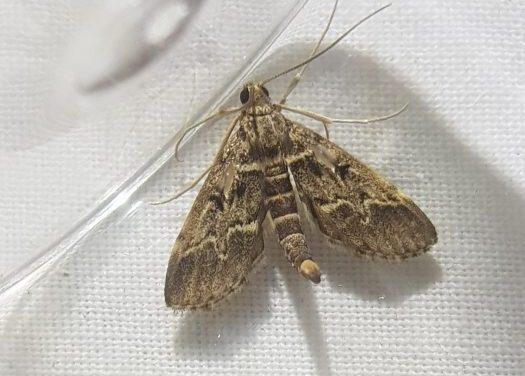 Duponchelia fovealis - Paul Buxton