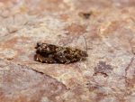 49.200 BF1216 – Cherry-bark Tortrix (Enarmonia formosana)