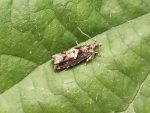 49.240 BF1136 – Birch Tortrix (Epinotia immundana)