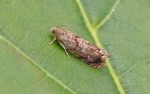 49.242 BF1145 – Small Spruce Tortrix (Epinotia nanana)