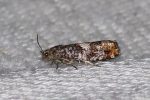 49.251 BF1146 – Pine Tortrix (Epinotia rubiginosana)