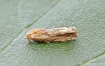 49.265 BF1201 – Hoary Tortrix (Eucosma cana)