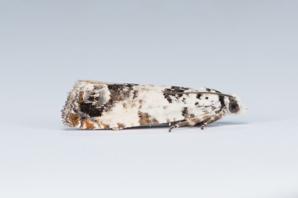 Eucosma campolliana - 13th July 2024- Glossop -Christian Heintzen