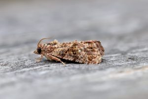 Thaumatotibia leucotreta - False Codling Moth - Tony Davison