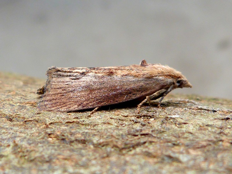 Galleria mellonella - Wax Moth - Dave Evans