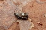 49.347 BF1241 – Meadow Tortrix (Grapholita compositella)