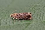 49.359 BF1245 – Hawthorn Piercer (Grapholita janthinana)
